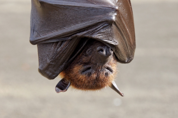 Bat sleeping upside down
