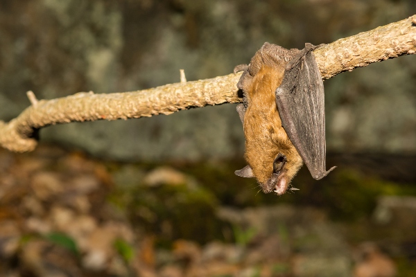 big brown bat hanging on a limb