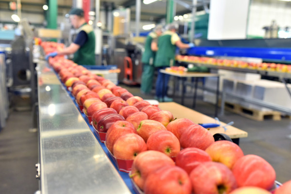 Apples at food processing facility