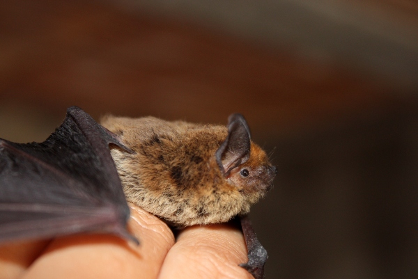 little brown bat on hand