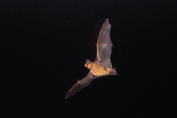 Mexican free tail bat flying
