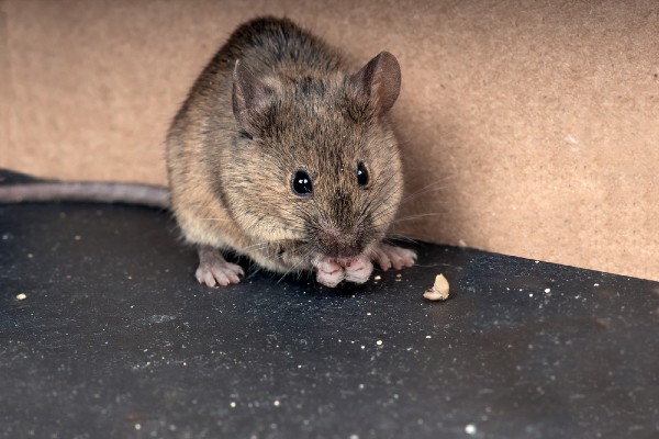 mouse eating food in hands