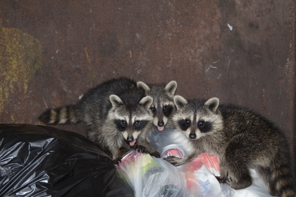 Raccoons on top of trash bags