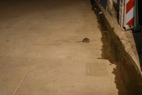rat in the street