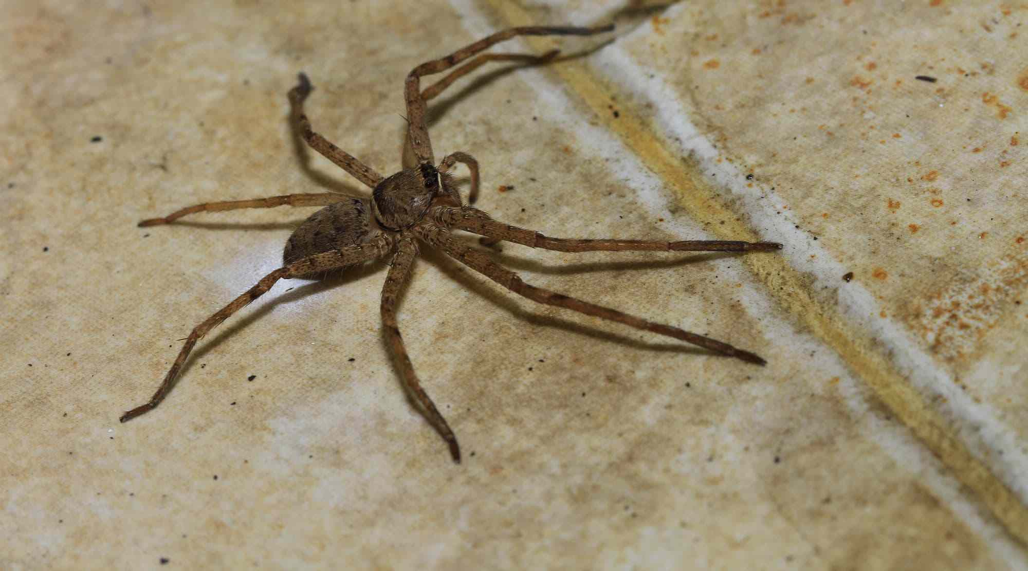 common house spider