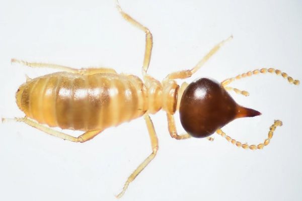 Conehead termite close up
