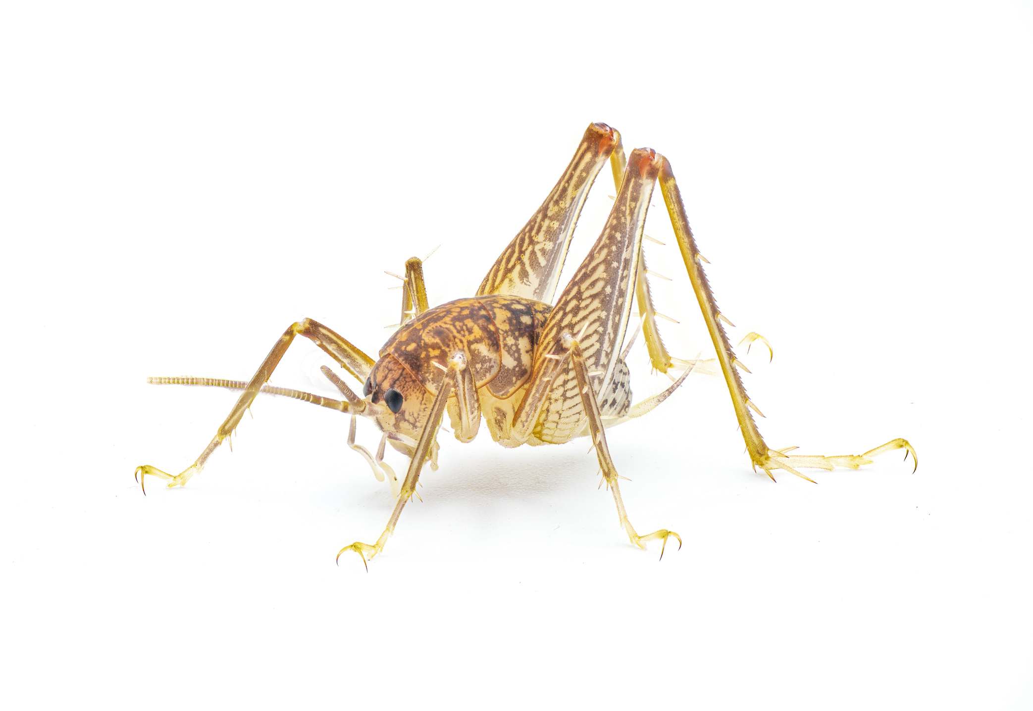 camel cricket on white background