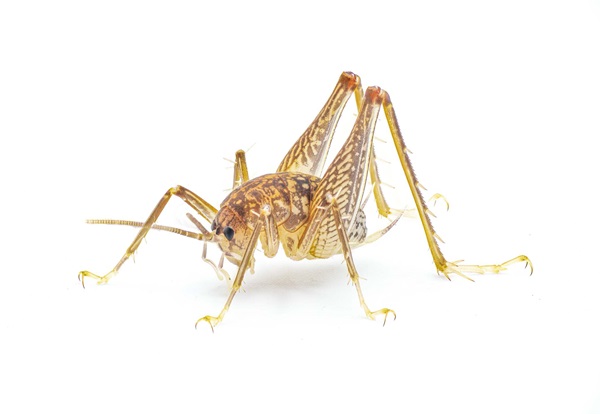 camel cricket on white background