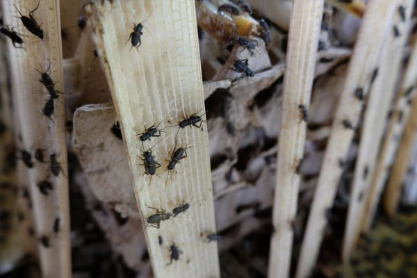 cricket infestation