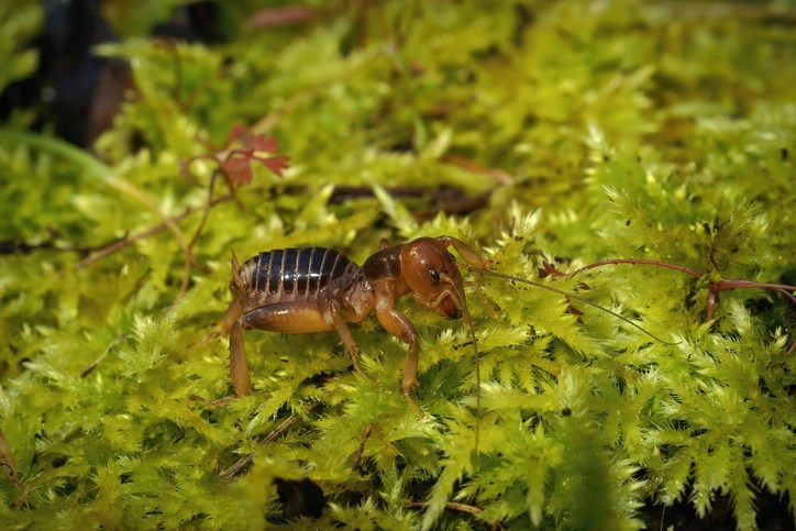 Jerusalem cricket on grass