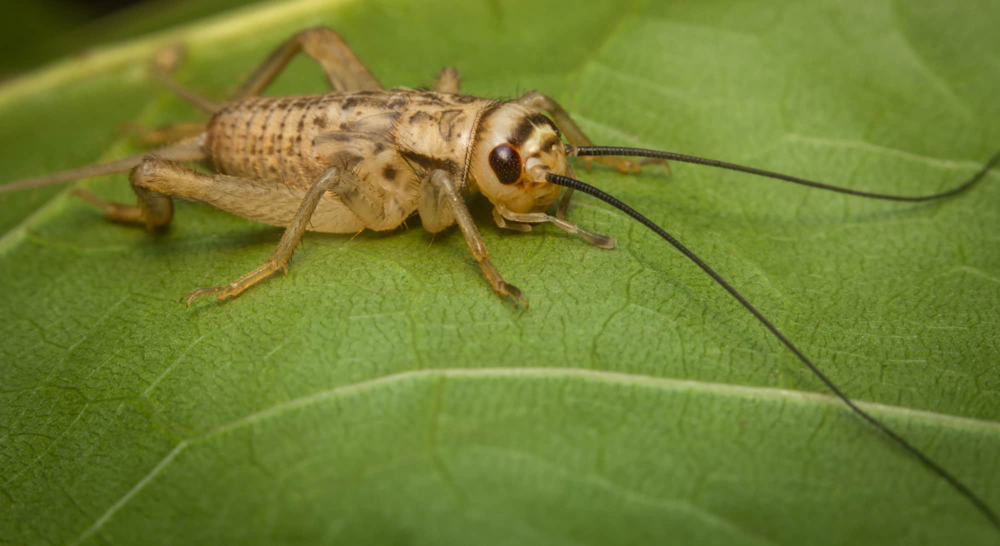 cricket-on-leaf-feature
