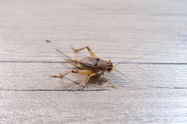 cricket on wooden floor