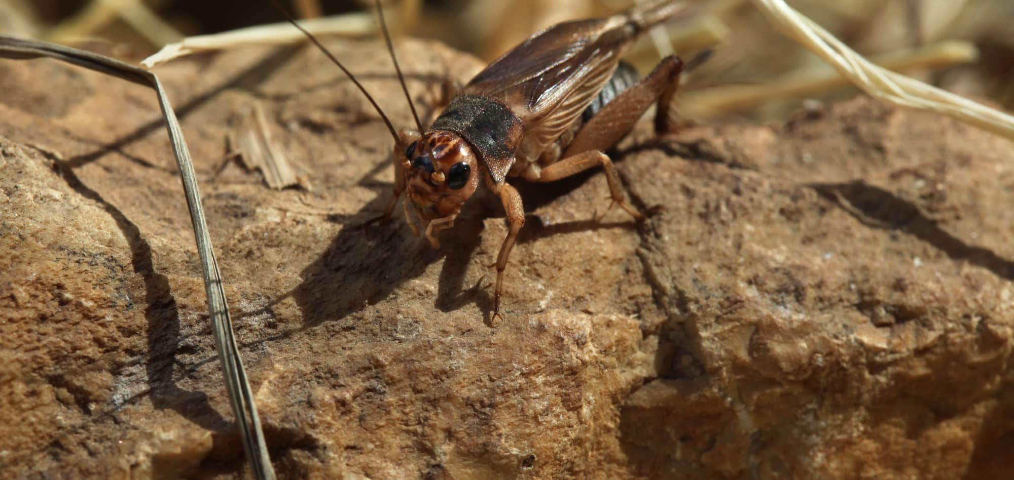 cricket on a rock