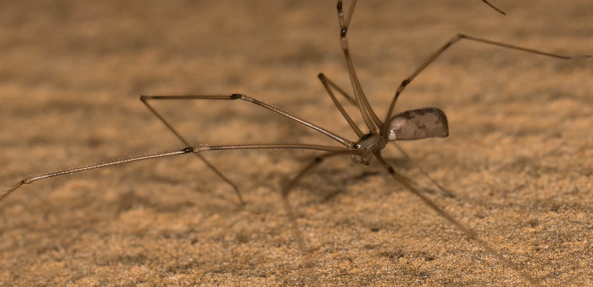 daddy-long-legs