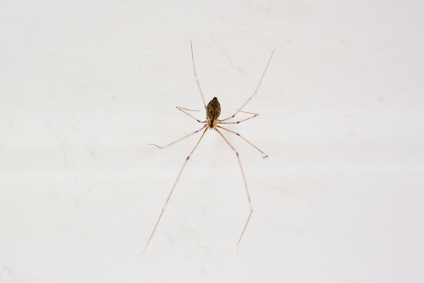 daddy long legs spider top view