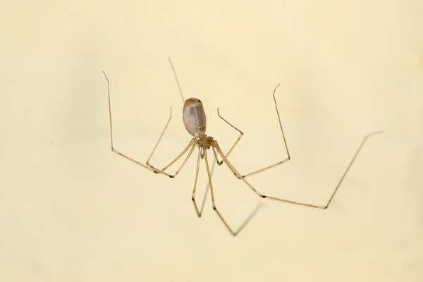daddy long legs spider upside down