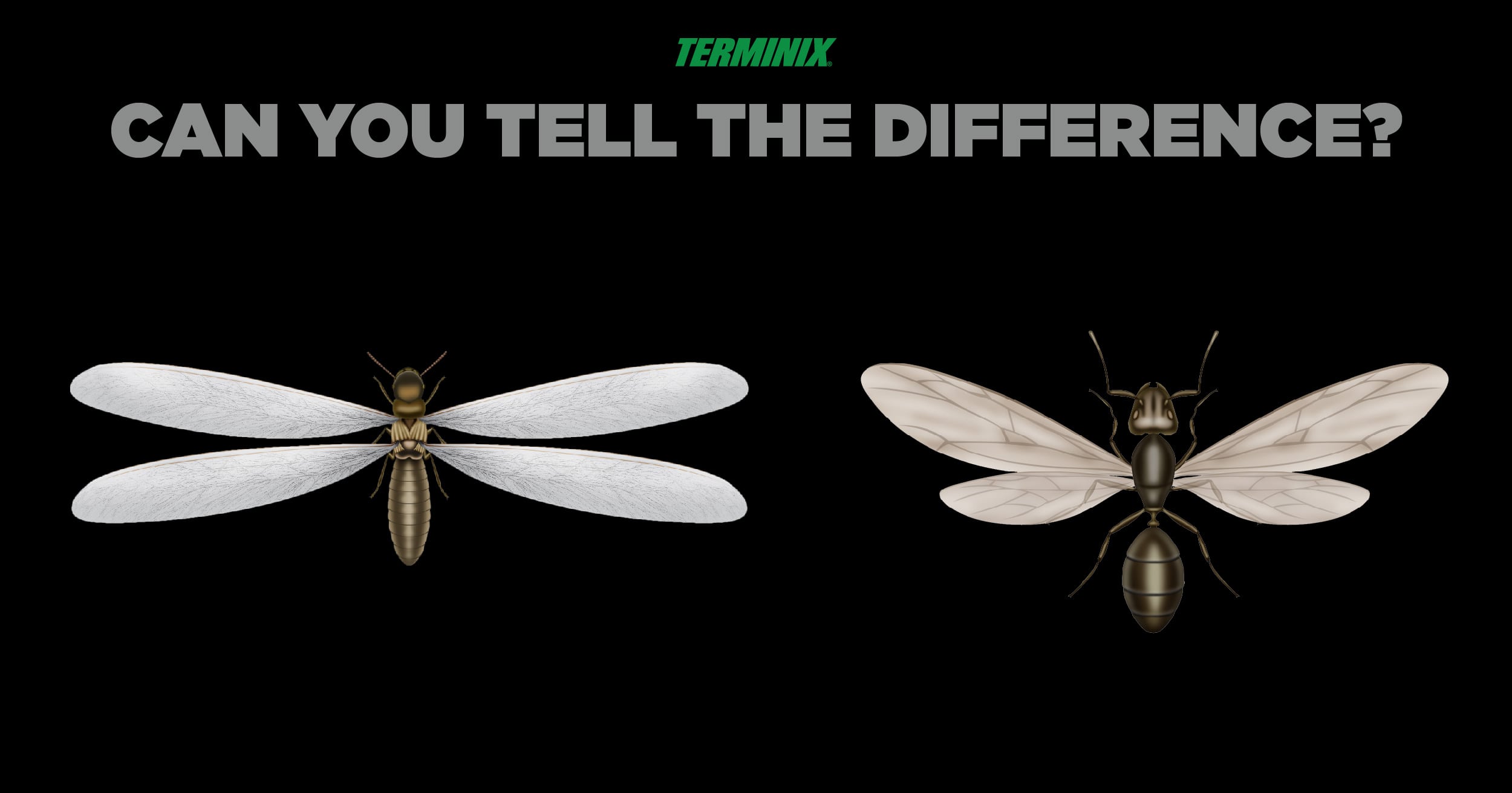 difference between ants and termites