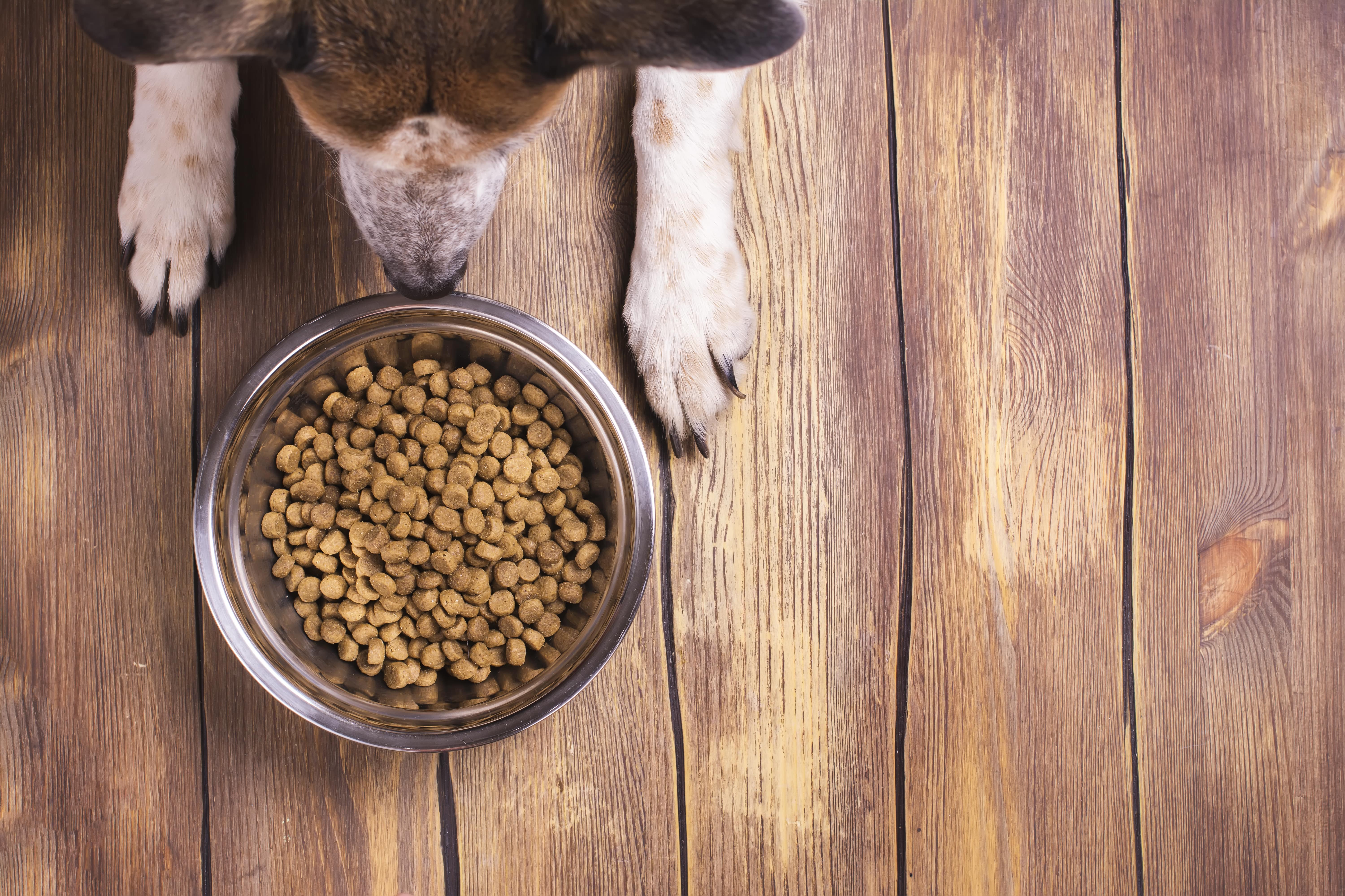 dog sitting by a full bowl of dog food