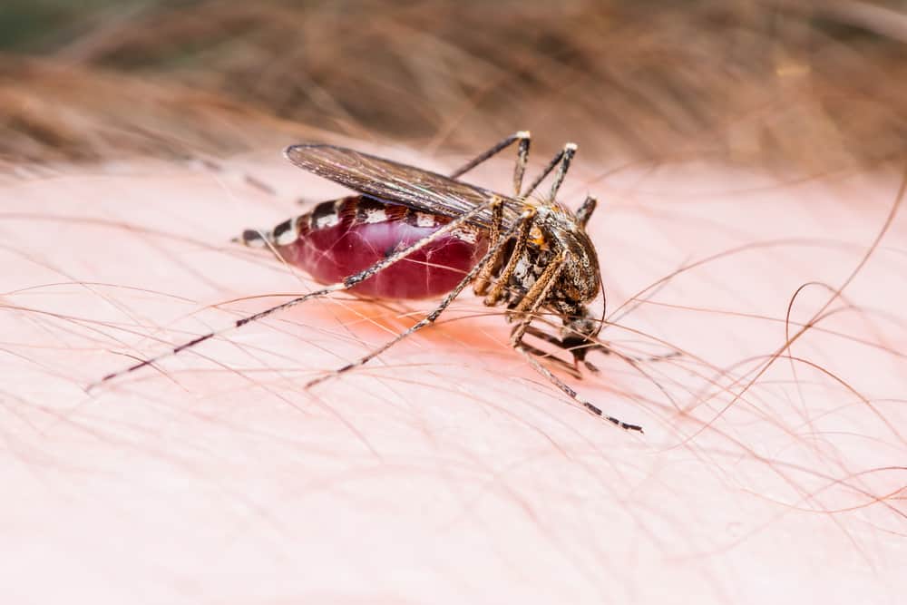Do Mosquitoes Prefer a Certain Blood Type?