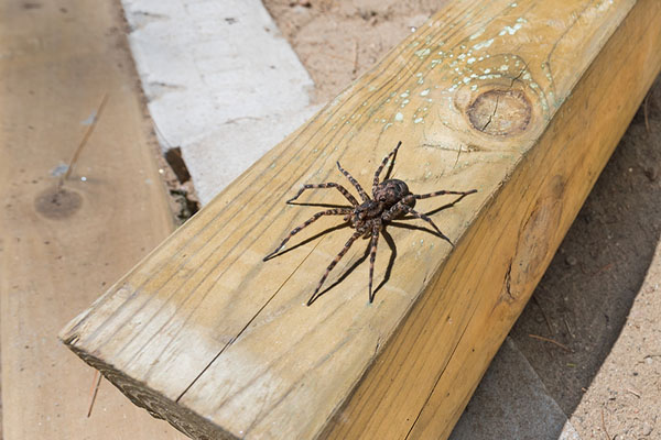 fishing dock spiders