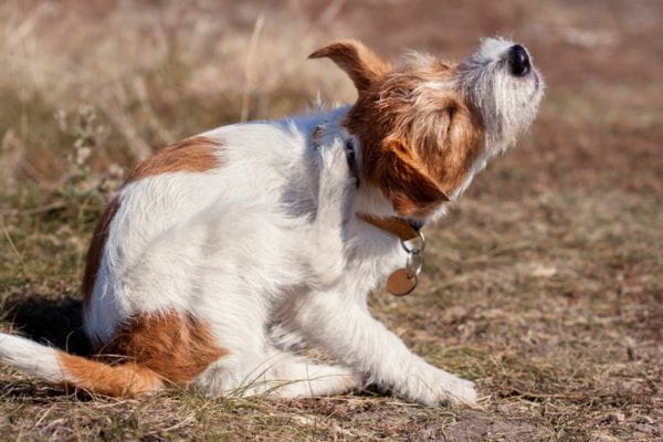 dog scratching