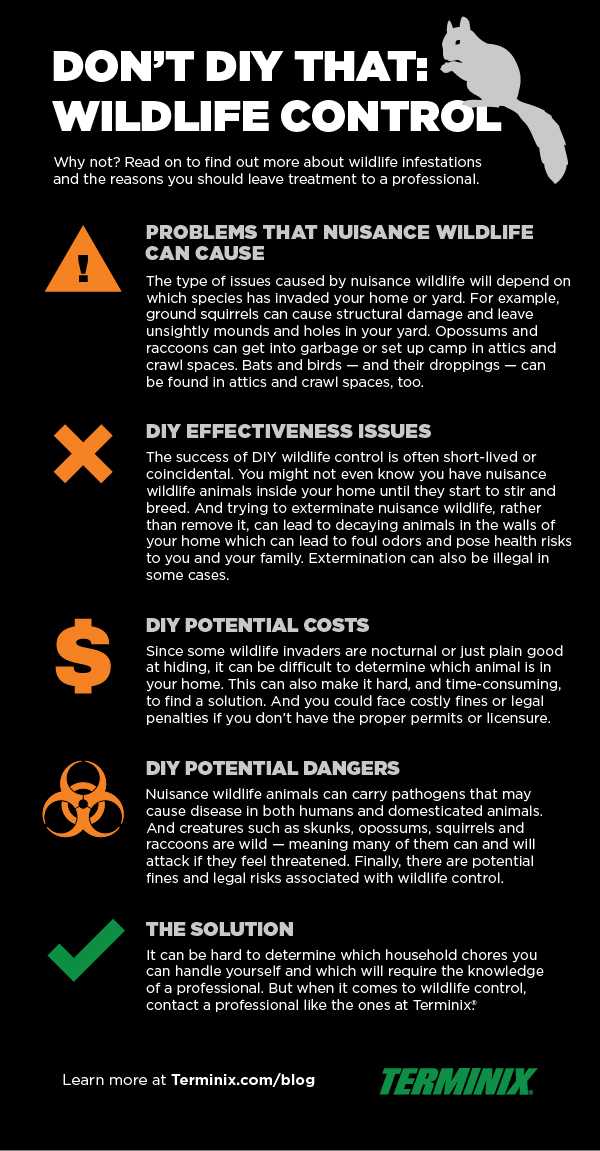 don't DIY wildlife control infographic