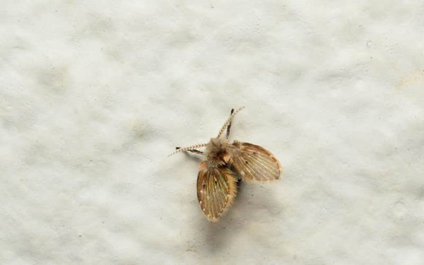 Drain fly