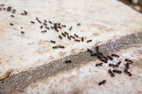 Pavement ants
