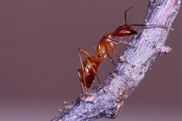 Carpenter ants