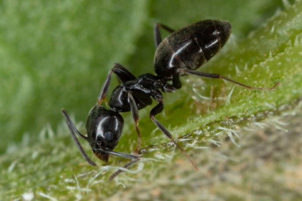 Odorous house ants