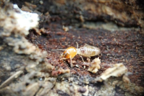 drywood termite on soil