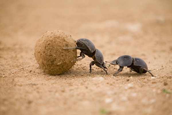 dung beetle