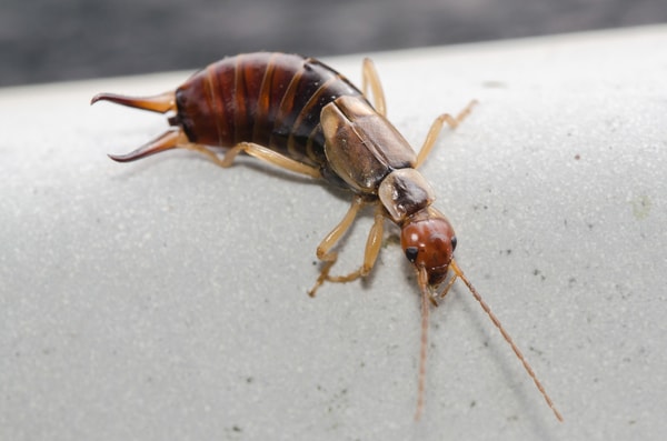 earwig crawling