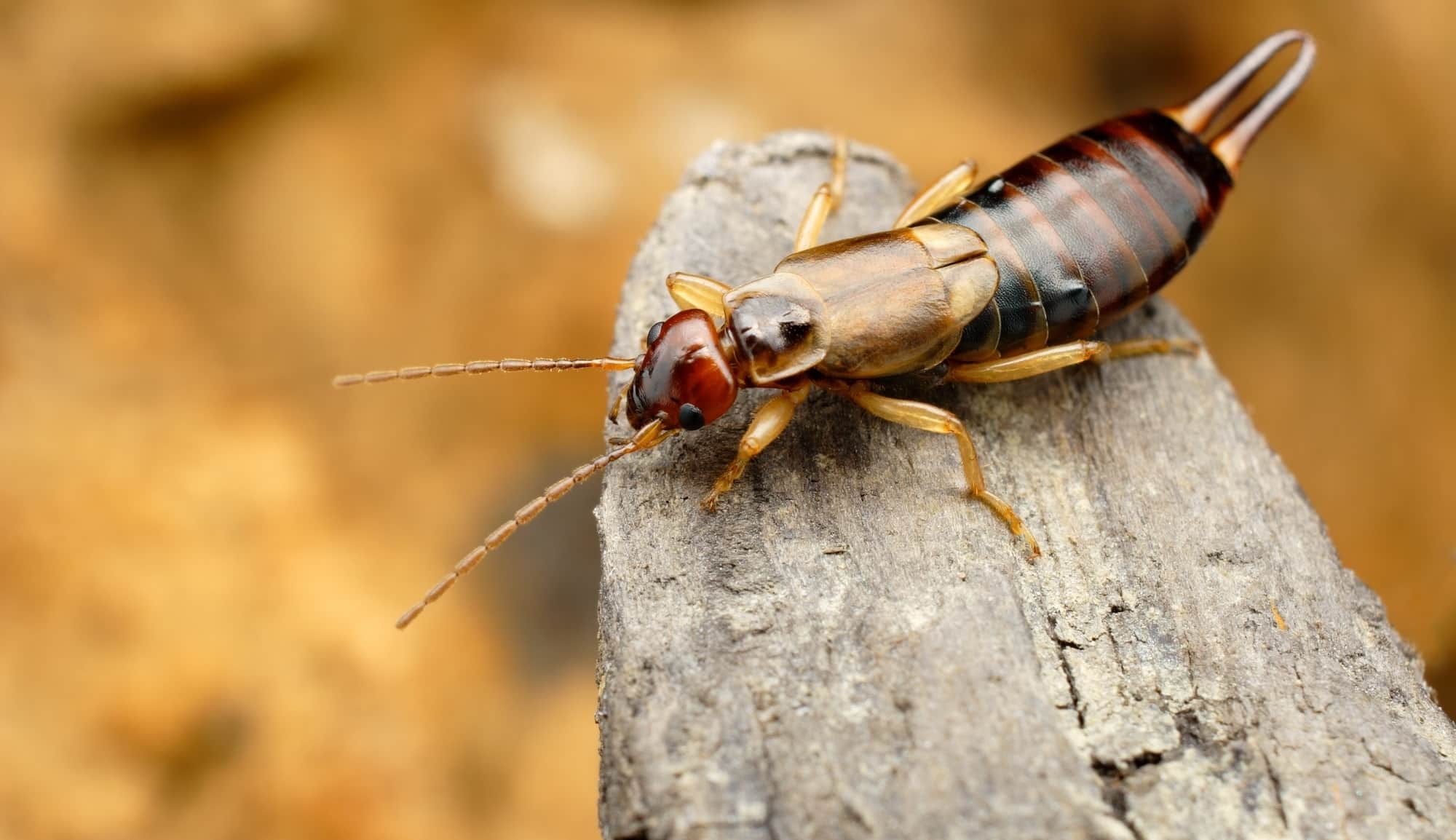 earwig picture