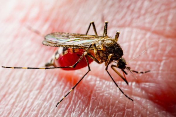 engorged mosquito on skin