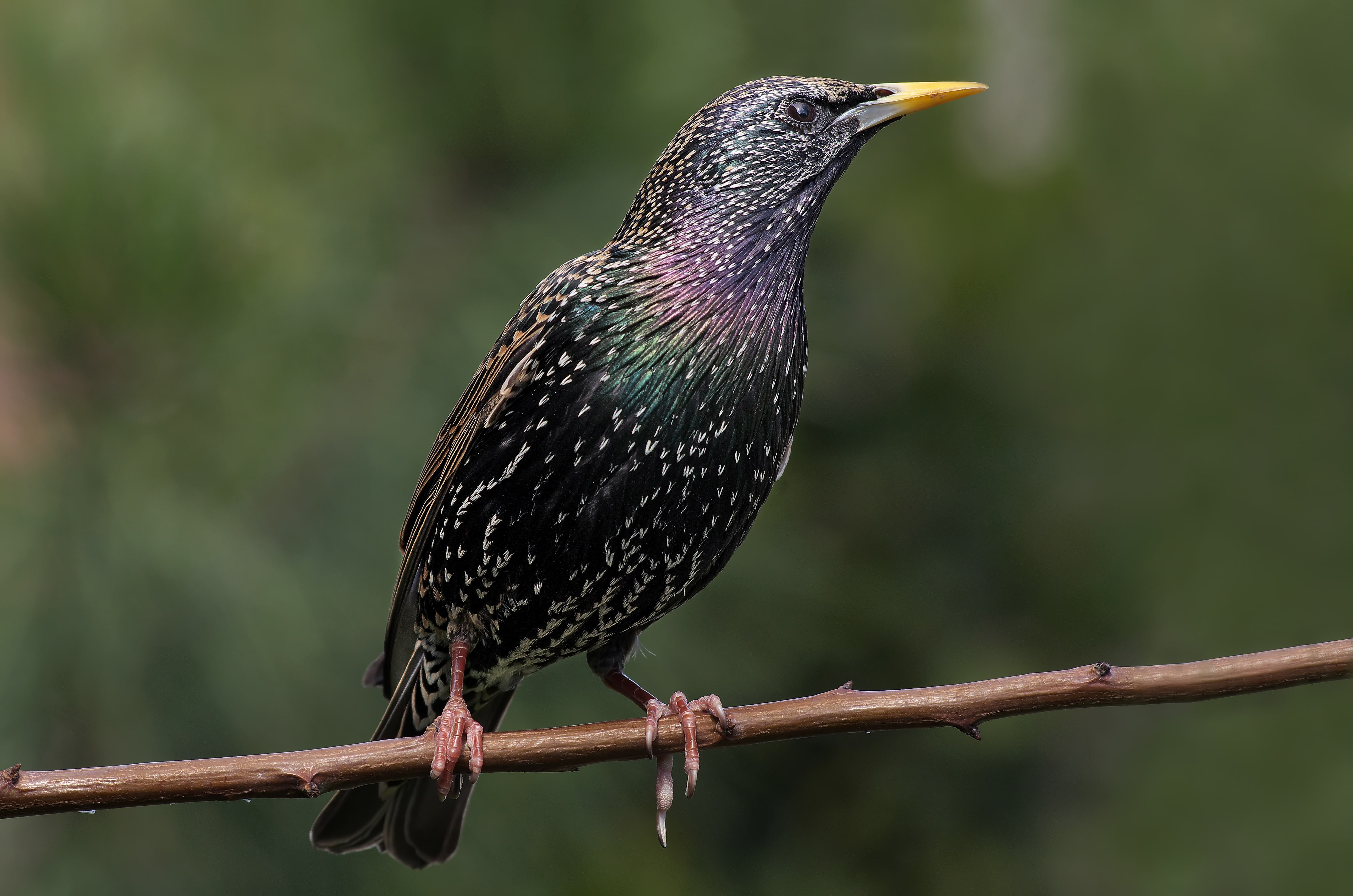 european starling