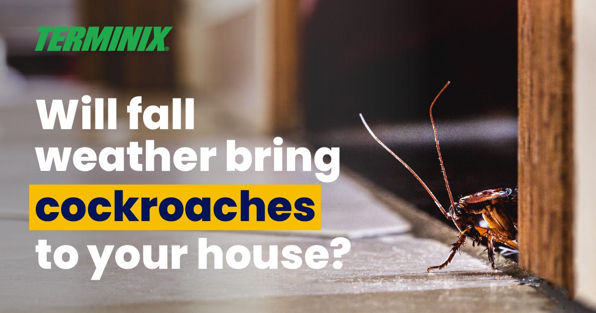 cockroach in the kitchen