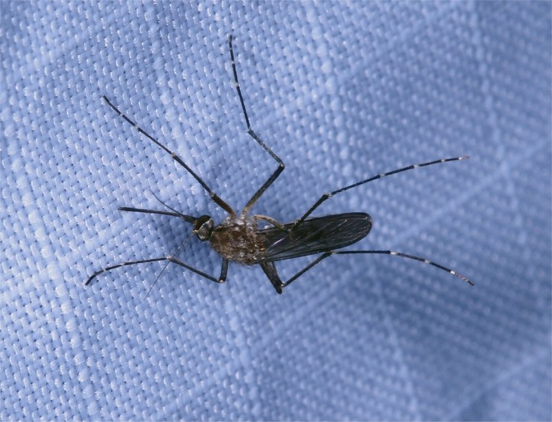 female mosquito