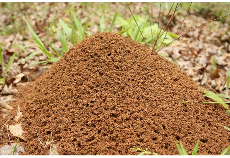 Fire Ant Mound