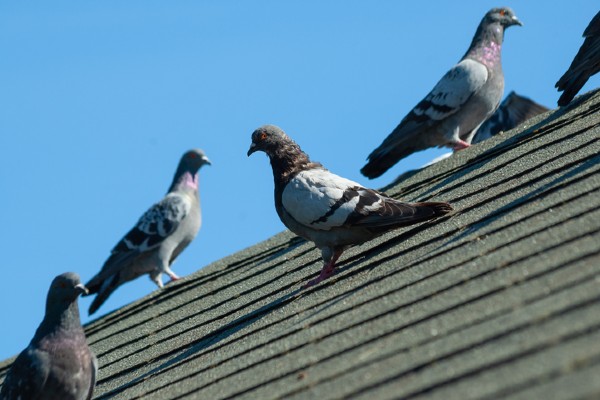 Pigeons on roof