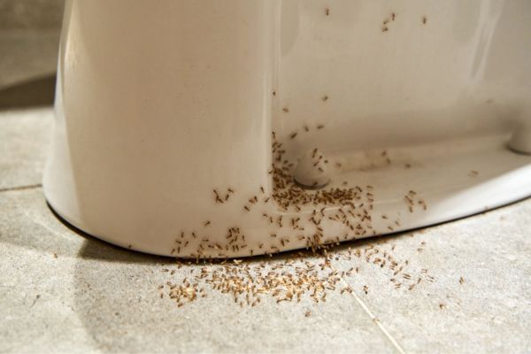 ants on floor