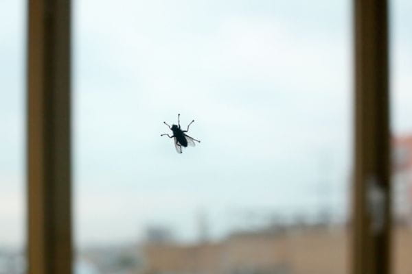 fly on window