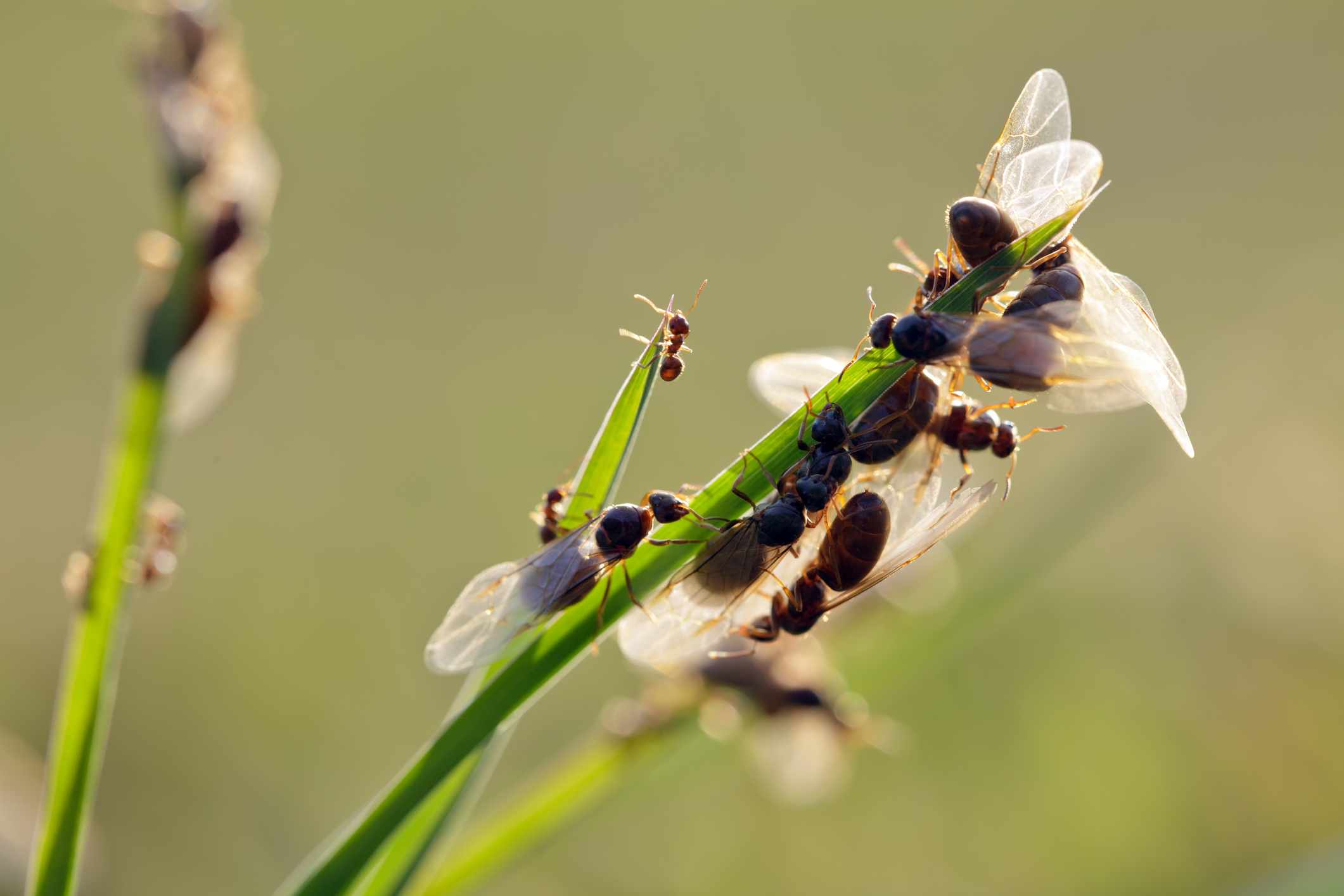 flying-ants-on-grass