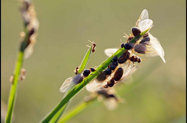 flying-ants-on-grass