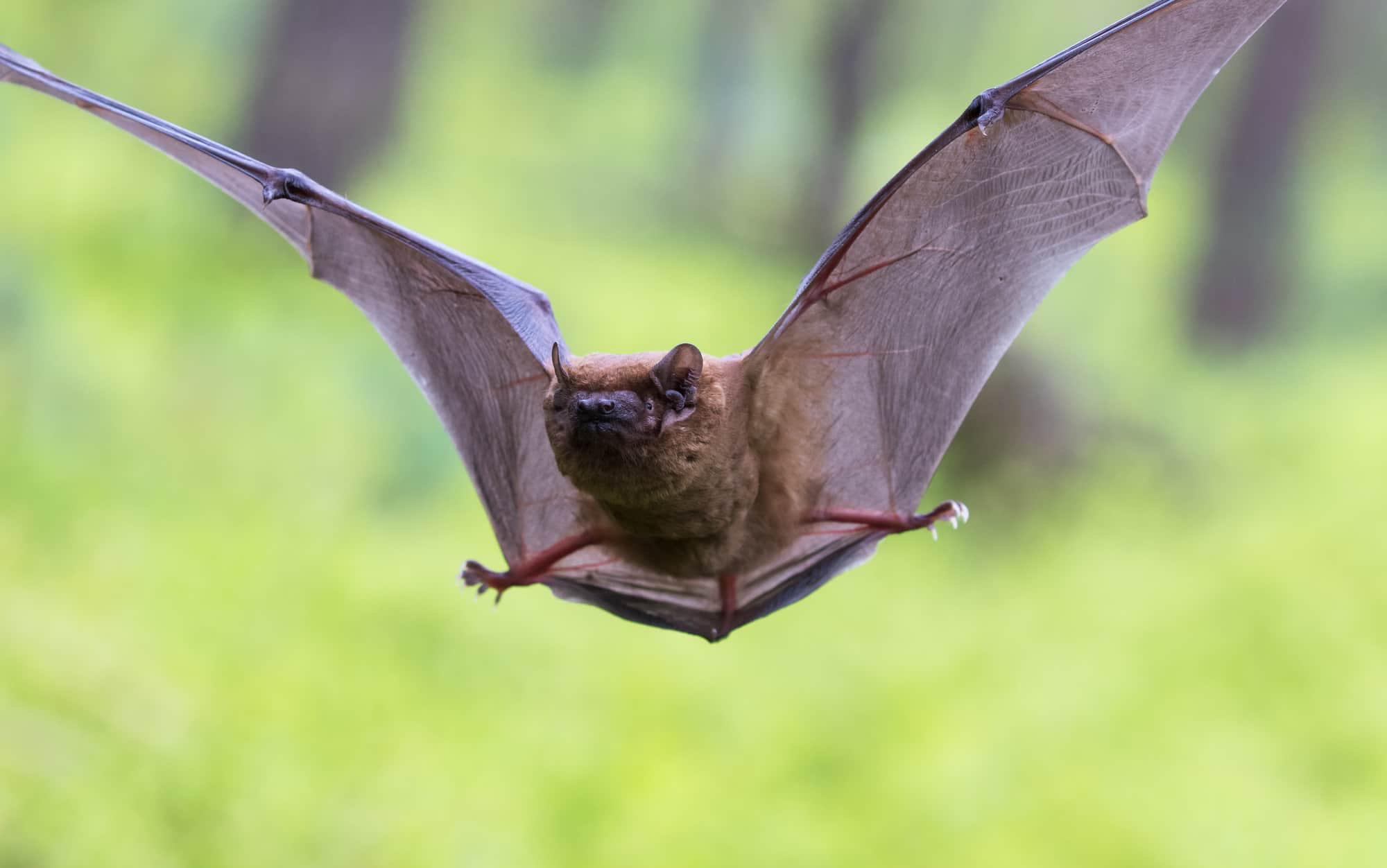 flying bat