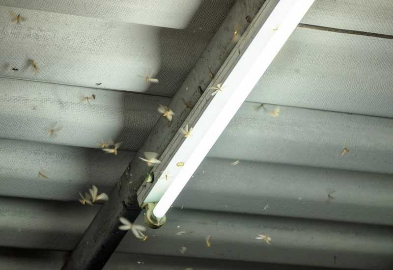 flying termites