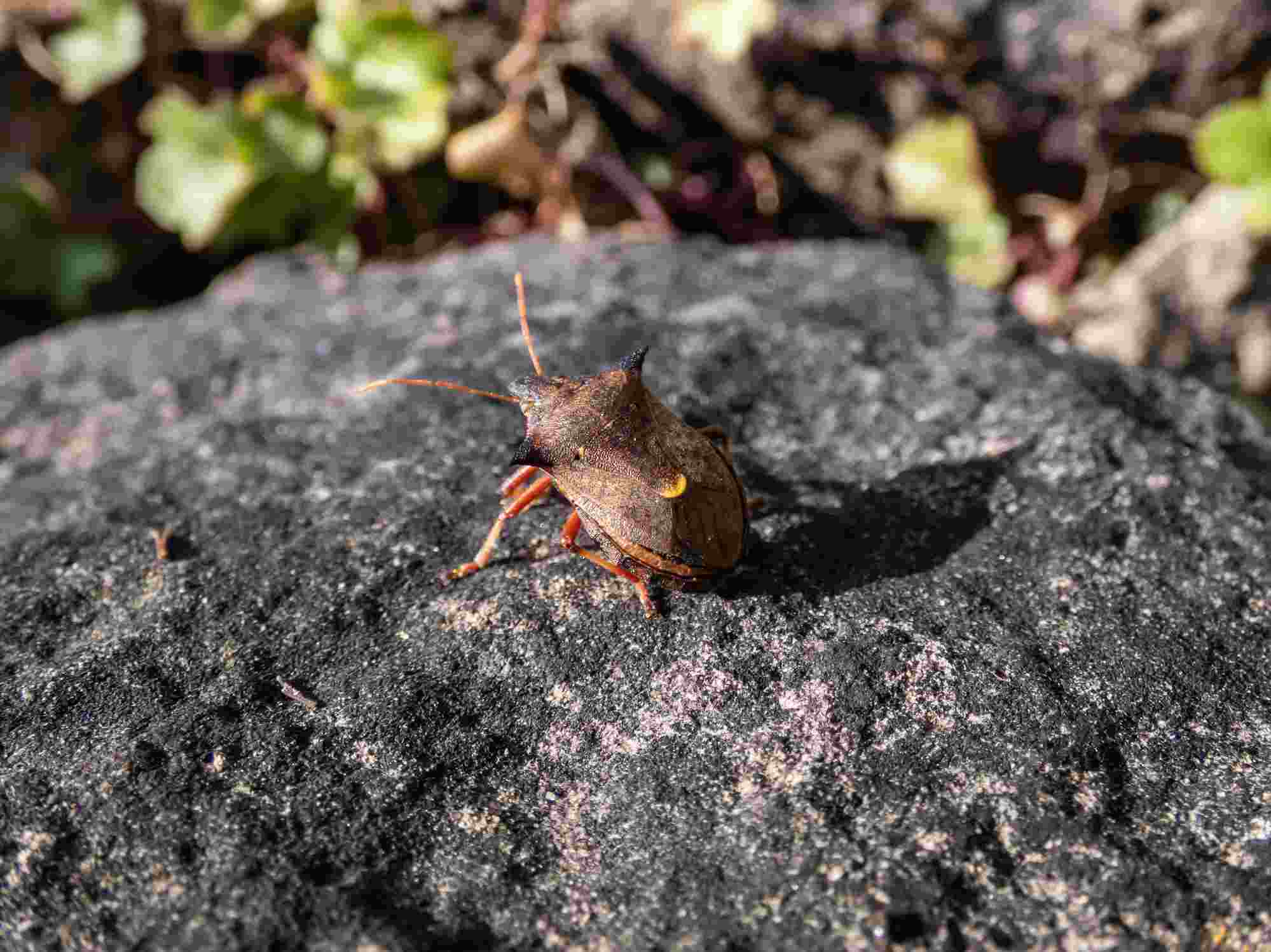 forest bug on rock