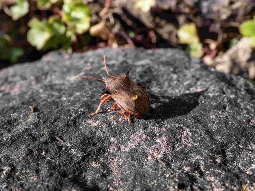 forest bug on rock