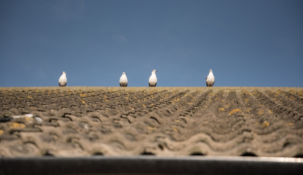 birds on a roof
