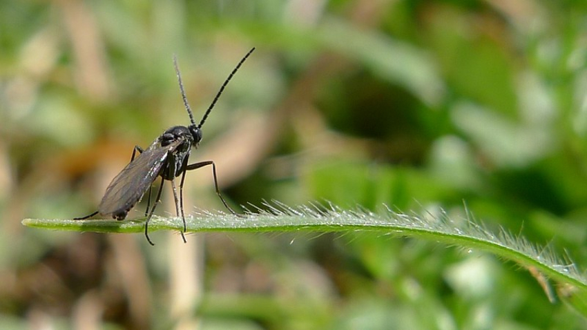 fungus gnat
